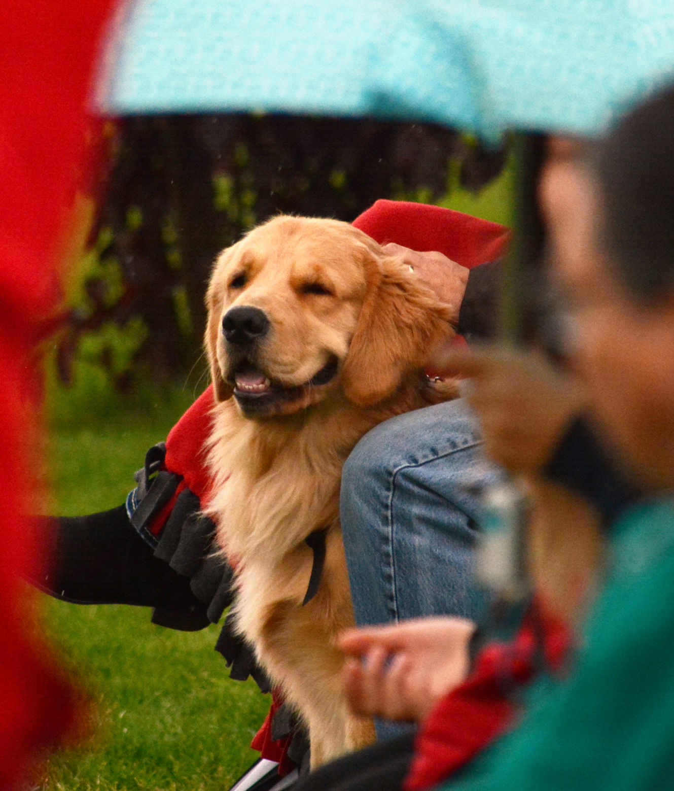 Dog.jpg